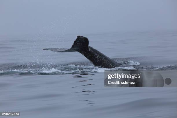 humpback whales - fluking stock pictures, royalty-free photos & images