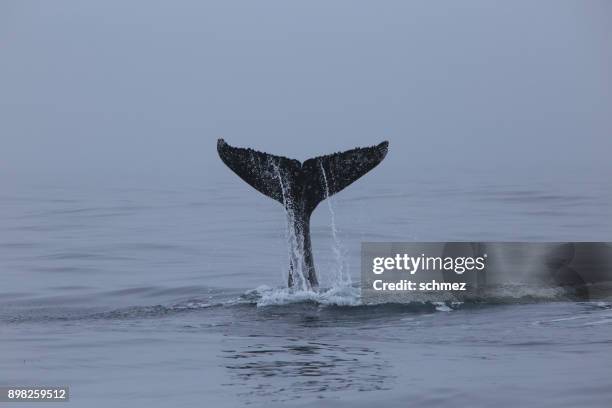 humpback whales - fluking stock pictures, royalty-free photos & images