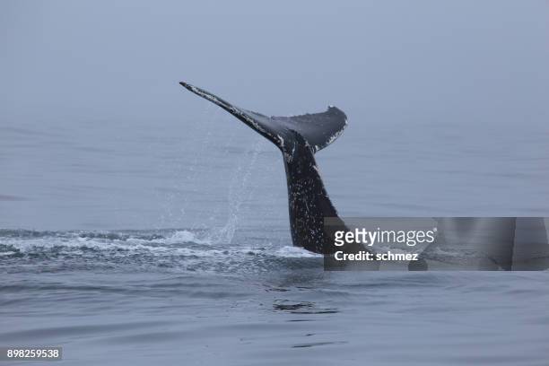 humpback whales - fluking stock pictures, royalty-free photos & images