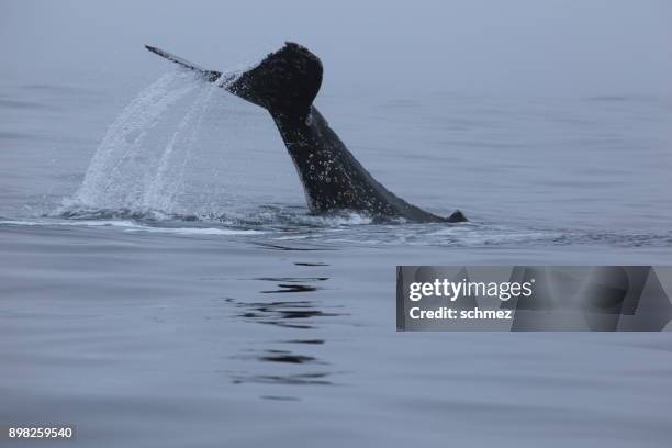 humpback whales - fluking stock pictures, royalty-free photos & images