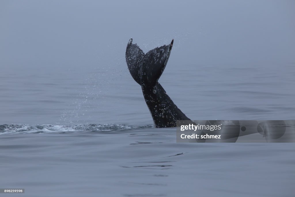 ザトウクジラ