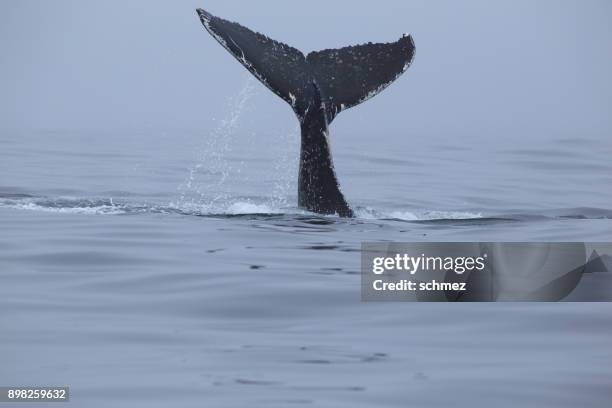 humpback whales - fluking stock pictures, royalty-free photos & images