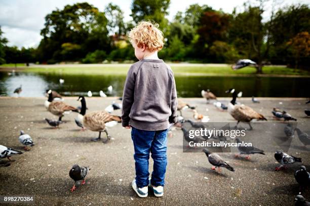 boy looking at pigeons in park - boy curly blonde stock pictures, royalty-free photos & images