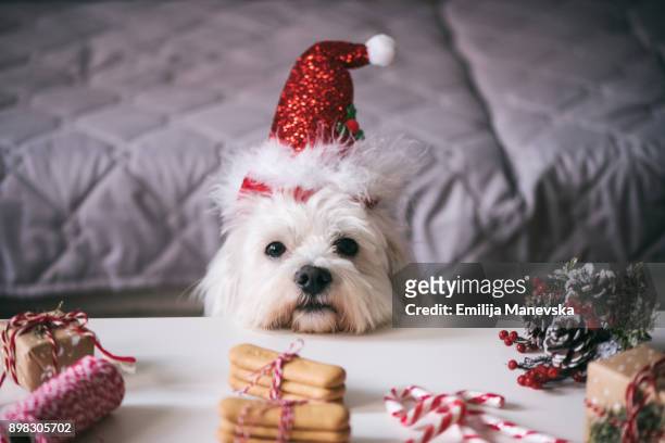 christmas for pets - christmas dogs stock pictures, royalty-free photos & images