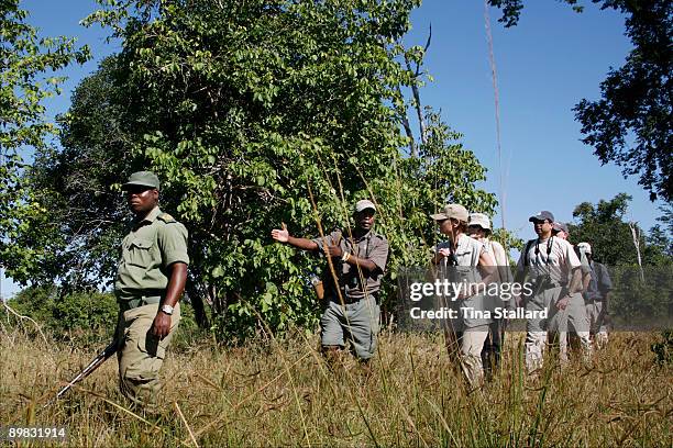 Bushes Ranger Bush Ranger Group