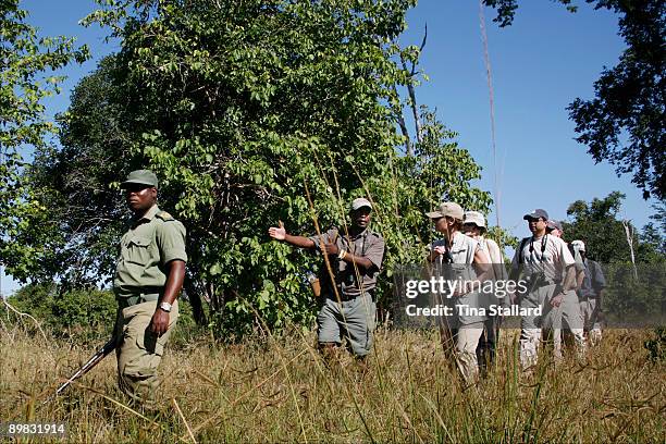 Safari guide, Manda Chisanga leads a group of American tourists on a game walk through the bush in South Luangwa National Park. They are accompanied...