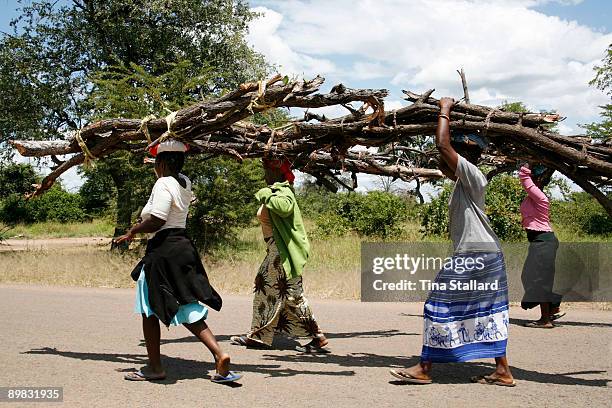 Group of young women carry their bundles of firewood back to their village, Fwalu, just outside South Luangwa National Park. Measures to prevent...