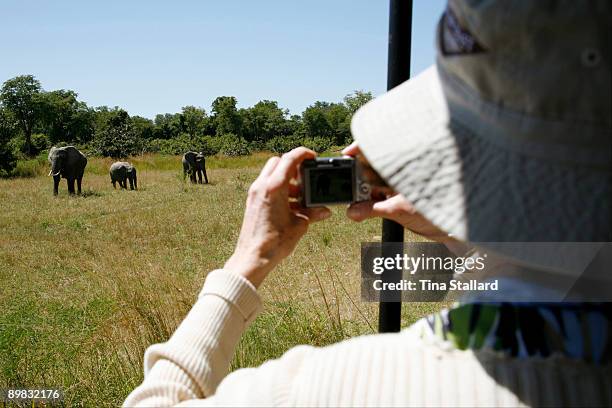 Tourist photographing a family of elephants in South Luangwa National Park. The number of elephants in the area has increased since the ban on ivory...
