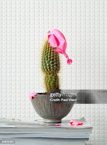 cactus with balloon popped on top - phallus shaped stock pictures, royalty-free photos & images