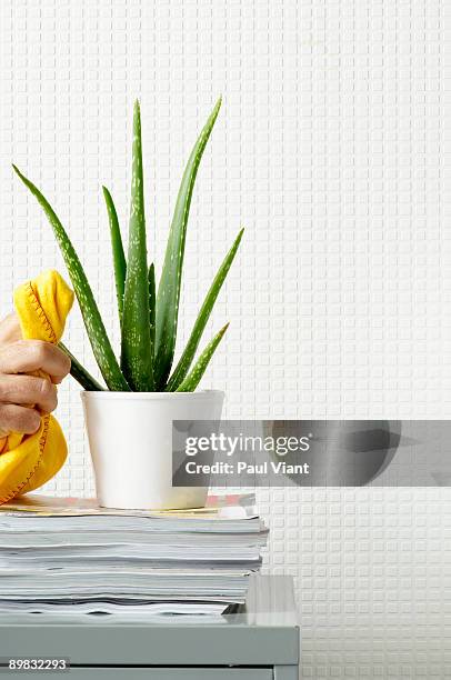 man dusting cactus in office - office cleaning stock pictures, royalty-free photos & images