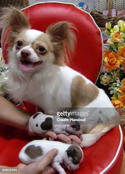 In this handout image provided by the pet store 'Pucchin Dog's', 'Kokoro-chan' a 3-day old chihuahua puppy with heart-shaped markings is presented to...