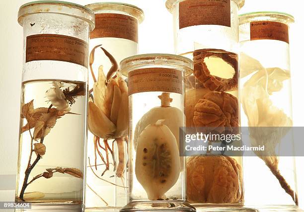 Specimen Example Preserved Specimens Photos and Premium High Res Pictures - Getty Images