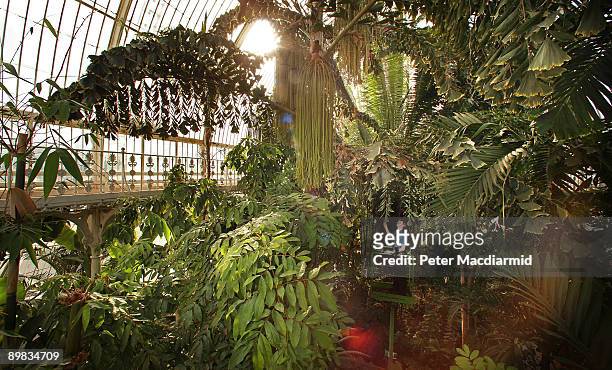 Display Horticulturist Scott Taylor inspects foliage in the Palm House at The Royal Botanic Gardens, Kew on March 24, 2009 in London.