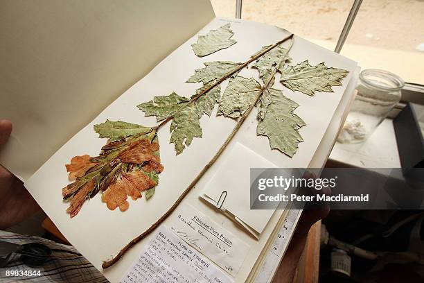 Preserved specimen of an Ethiopian endemic Acanthus plant is displayed in the Herbarium at The Royal Botanic Gardens, Kew on April 9, 2009 in London.