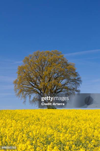 Rapre Tree 8,298 Rape Tree Stock Photos, High-Res Pictures, and Images - Getty Images