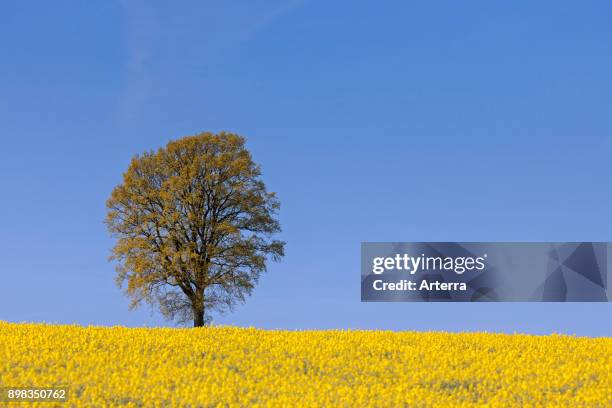 Rapre Tree 7,137 Rape Tree Stock Photos, High-Res Pictures, and Images - Getty Images