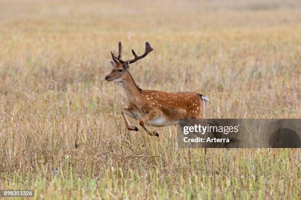 Young fallow deer buck with antlers covered in velvet running over stubble field in summer.