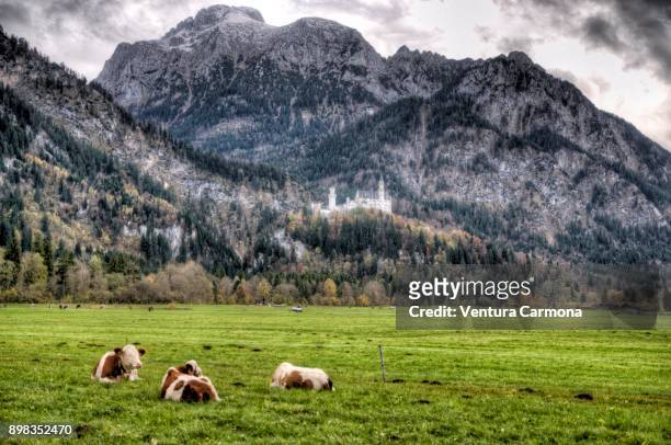 cattle in the pasture in front of the neuschwanstein castle - bavaria, germany - neuschwanstein stock-fotos und bilder