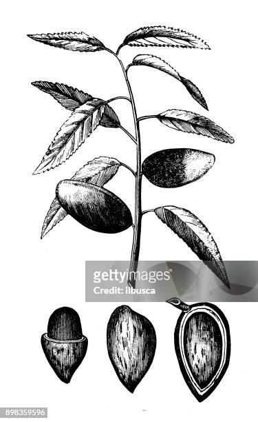 illustrations, cliparts, dessins animés et icônes de plantes de botanique antique illustration de gravure : amandier (prunus dulcis) - almond tree