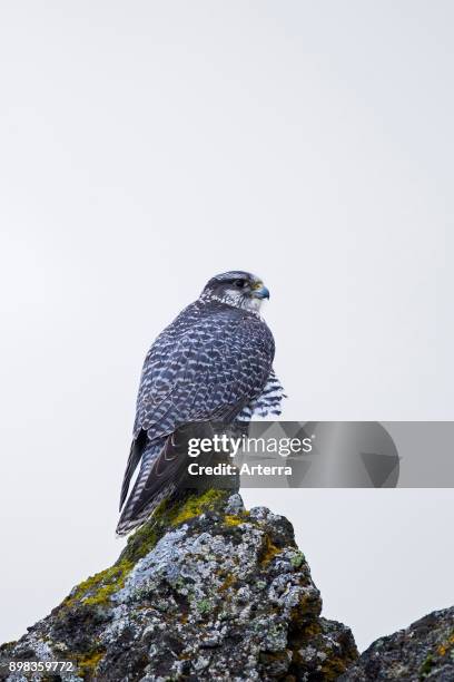 Gyrfalcon / gerfalcon perched on rock in winter.