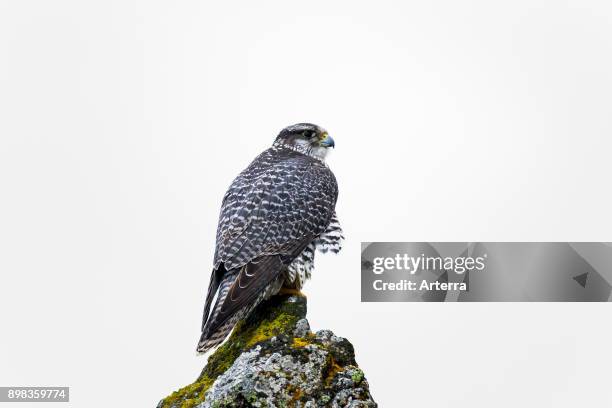 Gyrfalcon / gerfalcon perched on rock in winter.