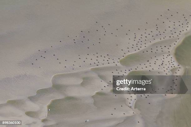Common eiders flock resting on mudflat in the Wadden Sea National Park, Schleswig-Holstein, Germany.