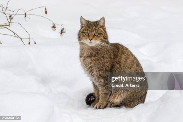 European wild cat sitting in the snow in winter.