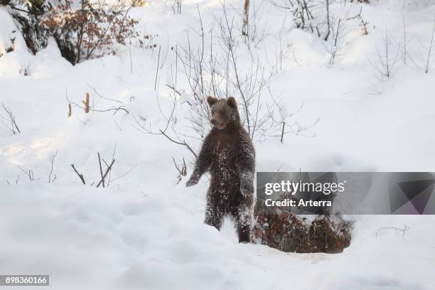 Curious one year old brown bear cub standing upright on its hind legs near den in the snow in winter.