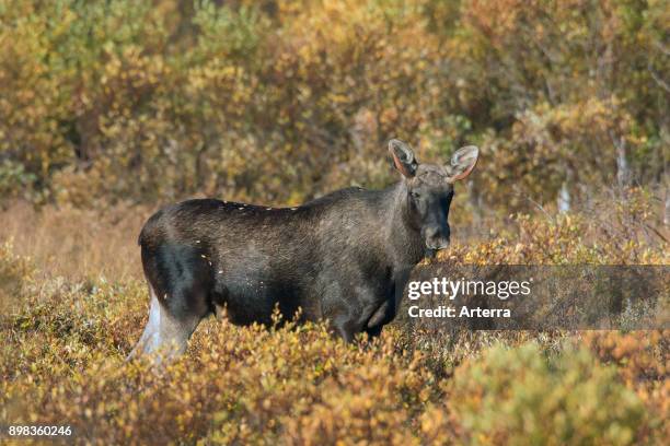 Moose young bull with small antlers foraging among willow shrubs in moorland in autumn, Scandinavia.