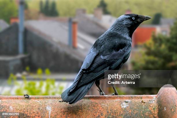 Western jackdaw / European jackdaw perched on roof tile of house in village.