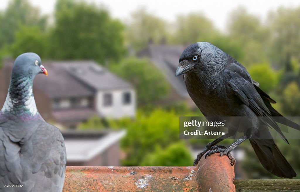 Wood pigeon and European jackdaw perched on roof tile of house in village.