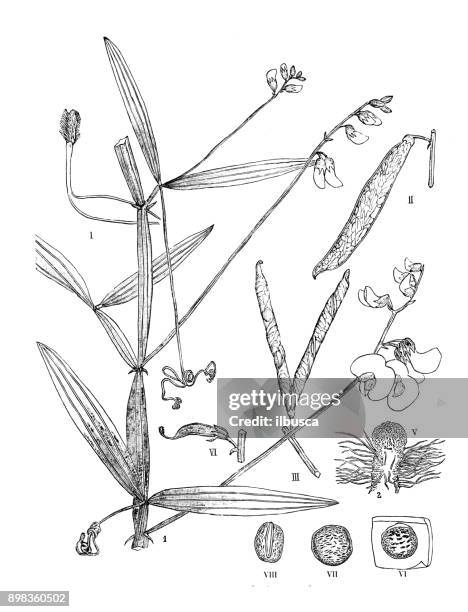 botany plants antique engraving illustration: lathyrus sylvestris (flat pea, narrow-leaved everlasting-pea) - tapered roots stock illustrations