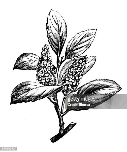 botany plants antique engraving illustration: prunus laurocerasus (cherry laurel, common laurel) - cherry laurel stock illustrations