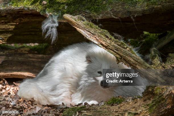 Raccoon dog white color phase resting under tree trunk in forest.