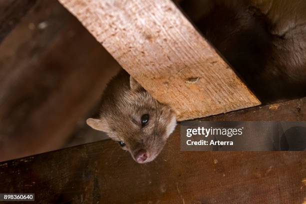 Beech marten / stone marten / house marten foraging on beams in ceiling of attic.