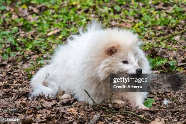 Raccoon dog white color phase in forest.