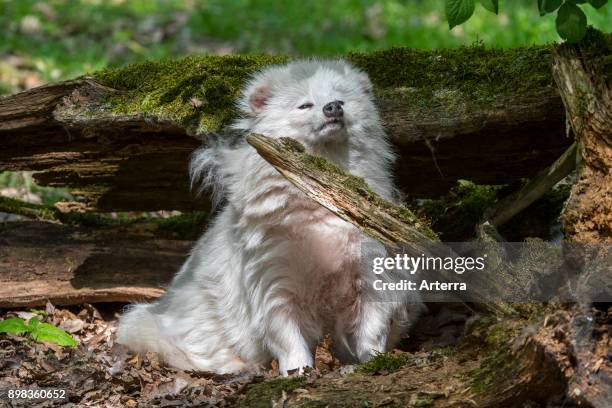 Raccoon dog white color phase resting under tree trunk in forest.