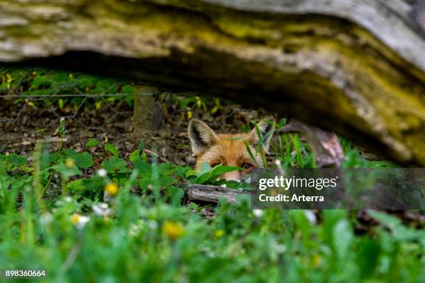 Hunting red fox digging under chicken wire fence and stalking prey.