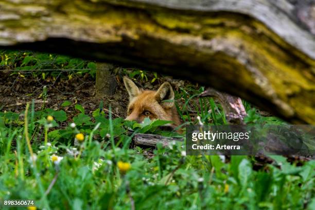Hunting red fox digging under chicken wire fence and stalking prey.