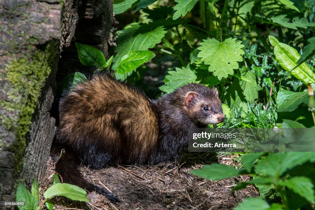 European polecat leaving nest in hollow tree trunk in forest.
