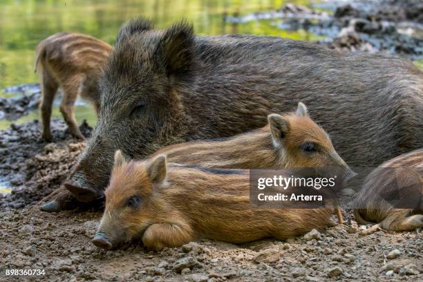 Piglets In Spring 209 Piglet Spring Stock Photos, High-Res Pictures, and Images - Getty ...