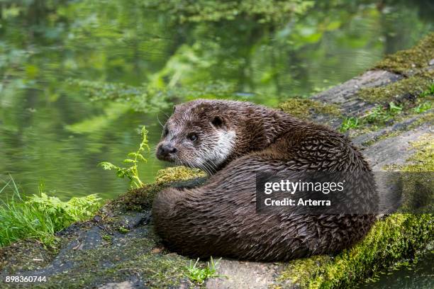 European River Otter resting on log over pond.