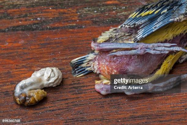 Faecal packet / fecal sac / faecal sac, mucous membrane that surrounds the feces of great tit chick.