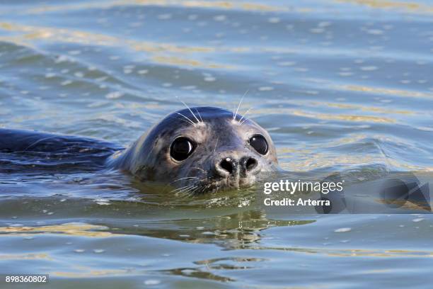 Close-up head of young grey seal / gray seal swimming in the Ythan Estuary, Sands of Forvie, Newburgh, Aberdeenshire, Scotland.