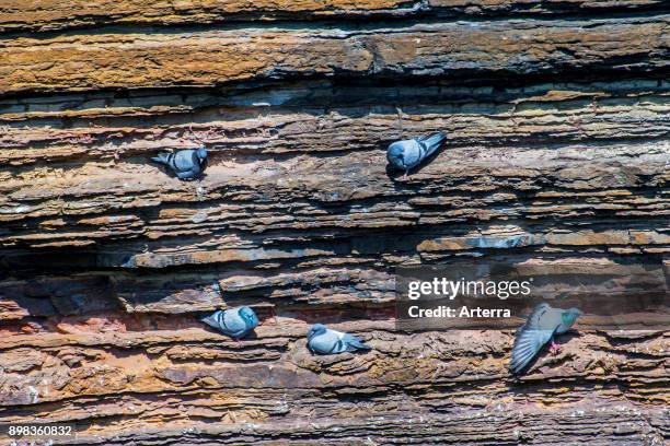 Pigeon Rock Photos And Premium High Res Pictures Getty Images pigeon-rock-photos-and-premium-high-res-pictures-getty-images
