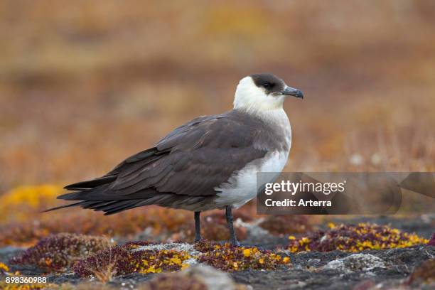 Arctic skua / parasitic skua / parasitic jaeger on the tundra of Svalbard / Spitsbergen, Norway.