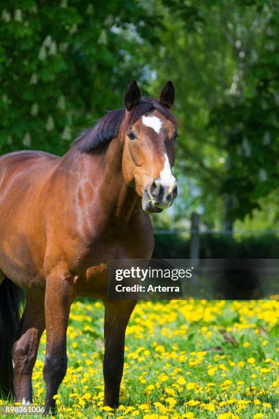 Bay coloured Trakehner horse, East Prussian warmblood breed of horse in field, Germany.