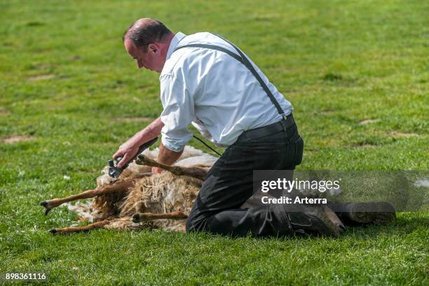 Shearer machine shearing the woollen fleece of a white sheep with power-driven toothed blade cutter.