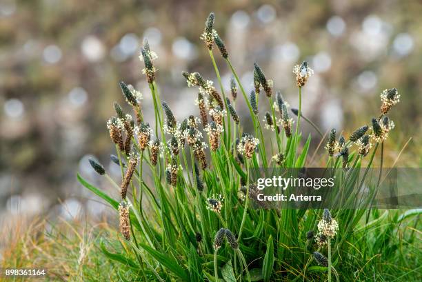 English plantain / narrowleaf plantain / ribwort plantain in flower in spring.
