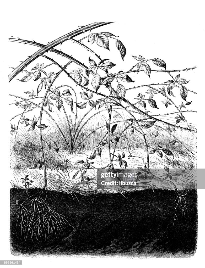 Botany plants antique engraving illustration: Rubus